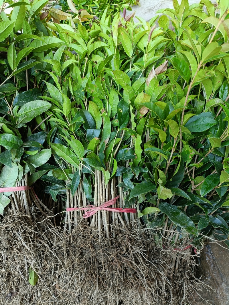 桂花苗量大质优价格优惠一手货源欢迎各大老板采购咨询