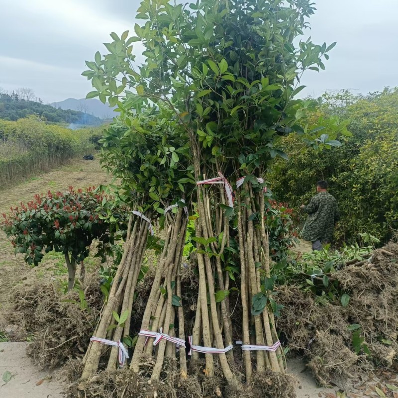 桂花苗量大质优价格优惠一手货源欢迎各大老板采购咨询