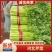 河北精品小西芹，量大从优，欢迎各位老板随时致电咨询洽谈合
