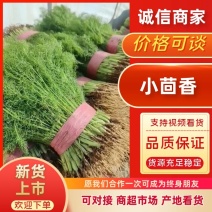 河北精品小茴香，量大从优，欢迎各位老板随时致电咨询洽谈合