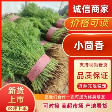 河北精品小茴香，量大从优，欢迎各位老板随时致电咨询洽谈合