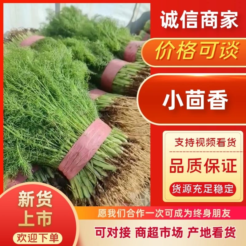 河北精品小茴香，量大从优，欢迎各位老板随时致电咨询洽谈合