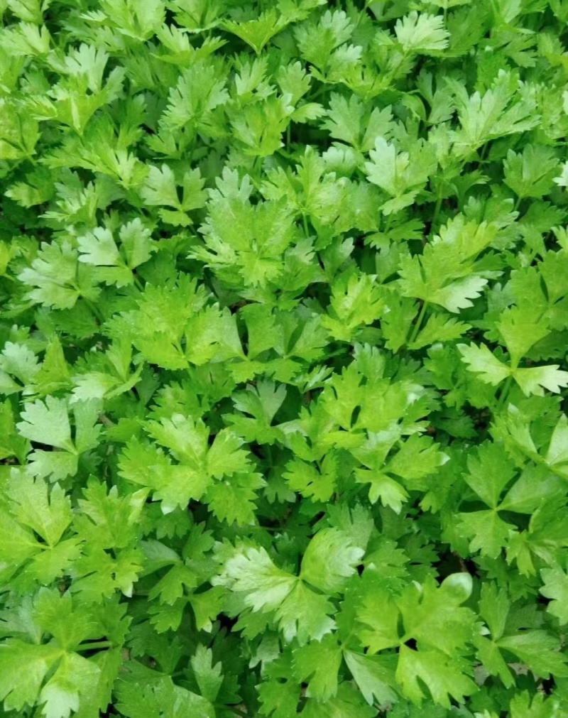 山东芹菜苗西芹苗大量有货，品质好，易成活全国发货