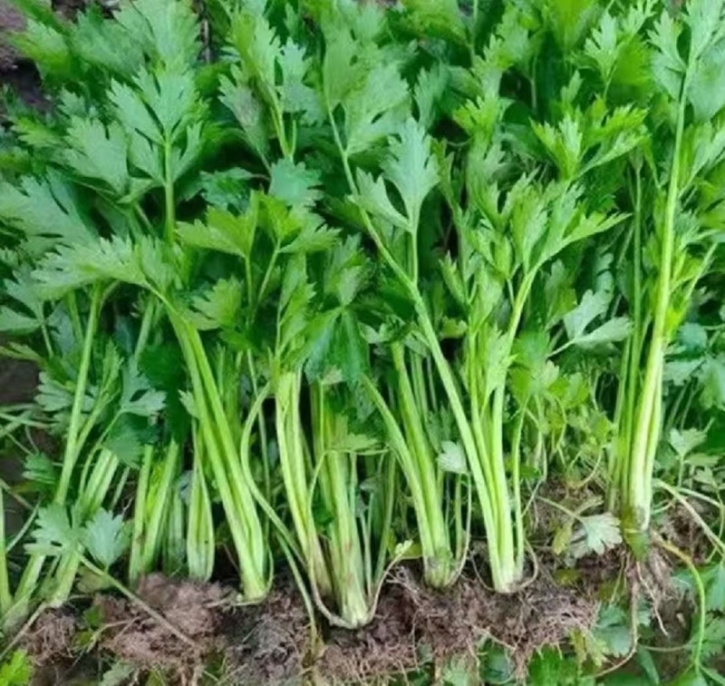 山东芹菜苗西芹苗大量有货，品质好，易成活全国发货