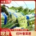 精品莴苣尖叶莴苣产地直发无空心品质保障视频看货