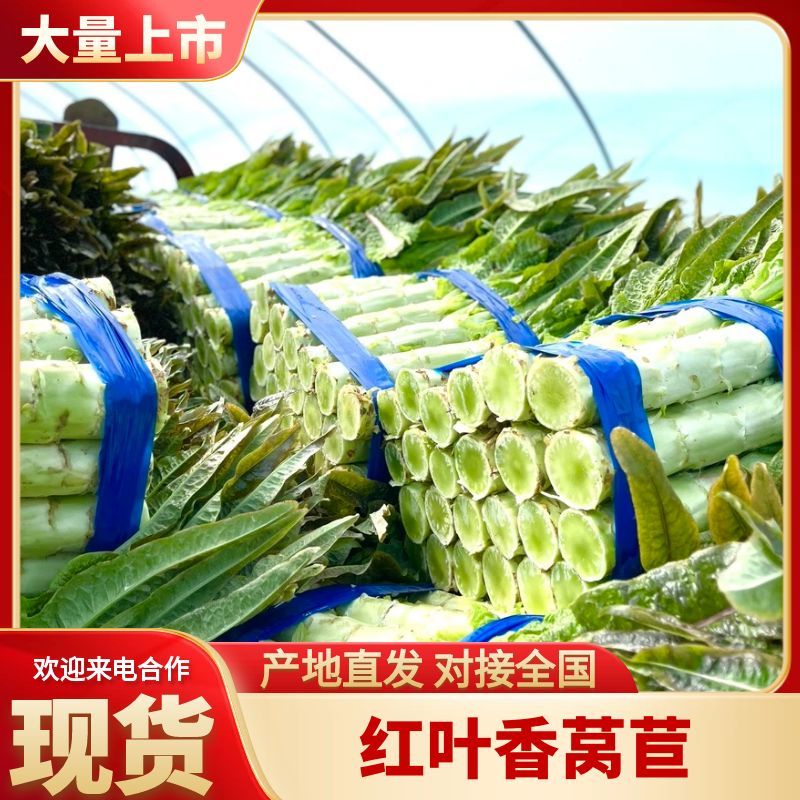 精品莴苣尖叶莴苣产地直发无空心品质保障视频看货