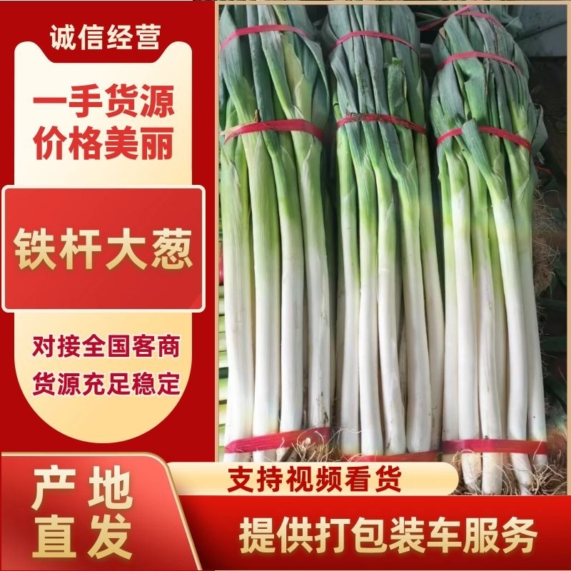 费县铁杆大葱山东大葱产地直发对接全国市场电商