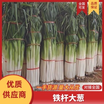 山东大葱铁杆大葱葱白长杆子好专业加工净葱全国发货