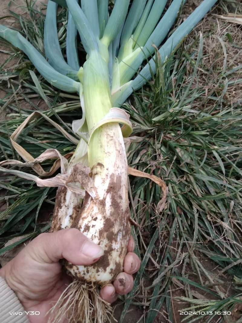 无极县精品大葱精品鸡腿大葱现货速发欢迎选购