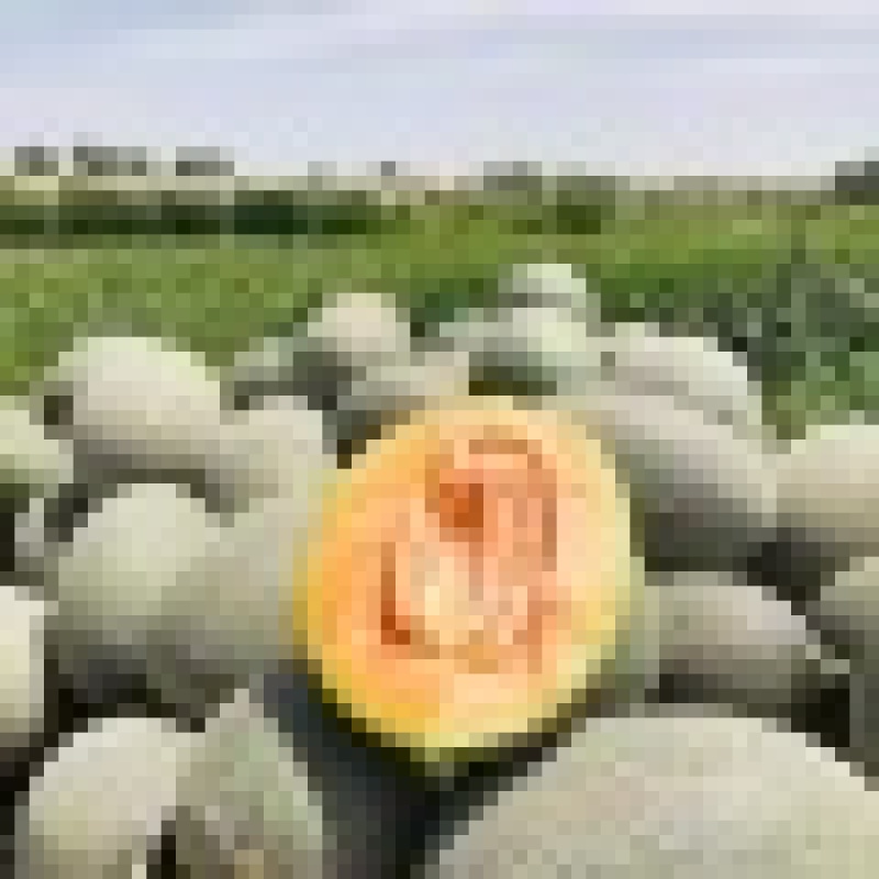 海南精品哈密瓜产地直发货源充足大量供应欢迎选购