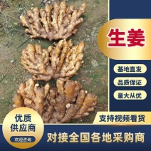 电商货_《郑重承诺-坏烂包赔》（水洗姜/风干姜/沙土姜）
