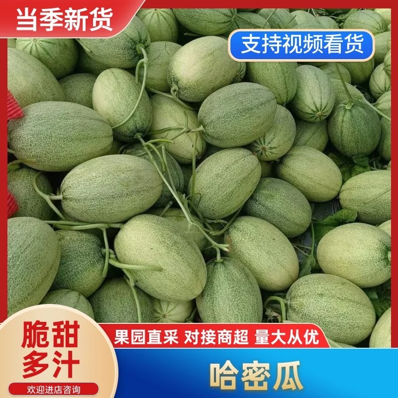 海南玉菇大量上市，承接电超一件代发及市场供货等
