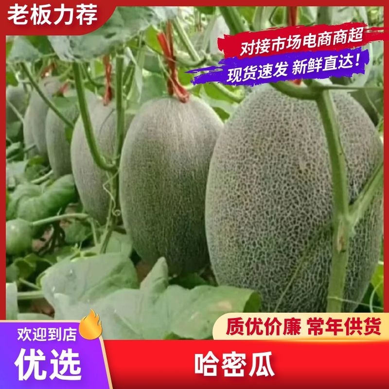 【实力供货】海南晓蜜25号承接大中小商超团购一件代发档口