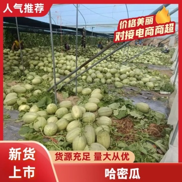 海南特小凤西瓜，承接大中小超市电商社区团购及市场供货等