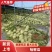 海南特小凤西瓜，承接大中小超市电商社区团购及市场供货等