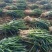 【精品】河南漯河钢葱大量上市/优质大葱钢葱/支持全国发货
