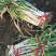 【精品】河南漯河钢葱大量上市/优质大葱钢葱/支持全国发货