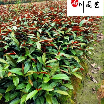 红背桂工程苗批发30-40公分红背桂价格红背桂基地