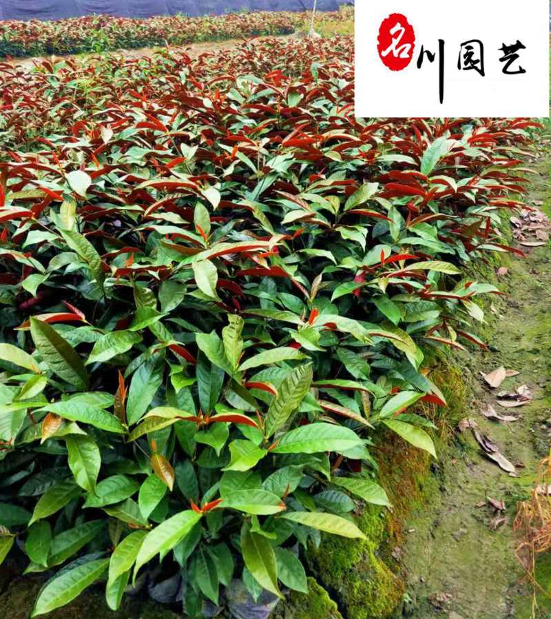 红背桂工程苗批发30-40公分红背桂价格红背桂基地
