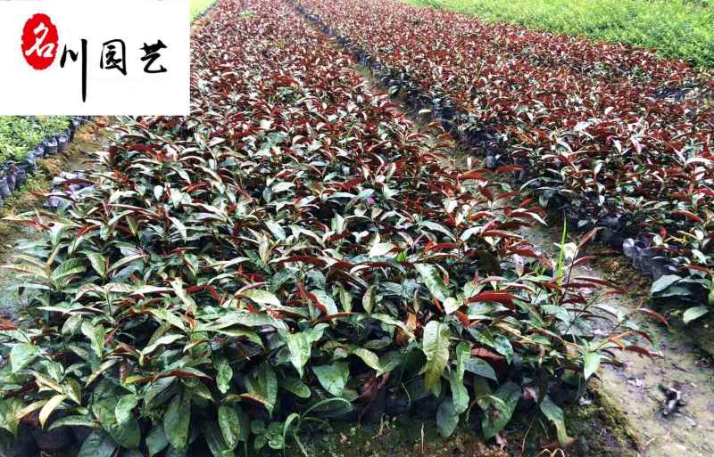 红背桂工程苗批发30-40公分红背桂价格红背桂基地