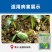 20%乙酸铜有机铜杀菌剂防治根腐病病毒特效烂根黄瓜瓦瓦叶