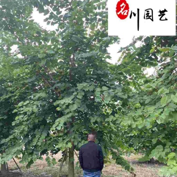 红花羊蹄甲10-18公分价格树形好成都红花紫荆批发