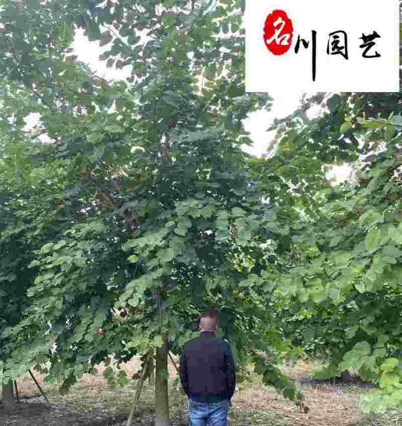 红花羊蹄甲10-18公分价格树形好成都红花紫荆批发