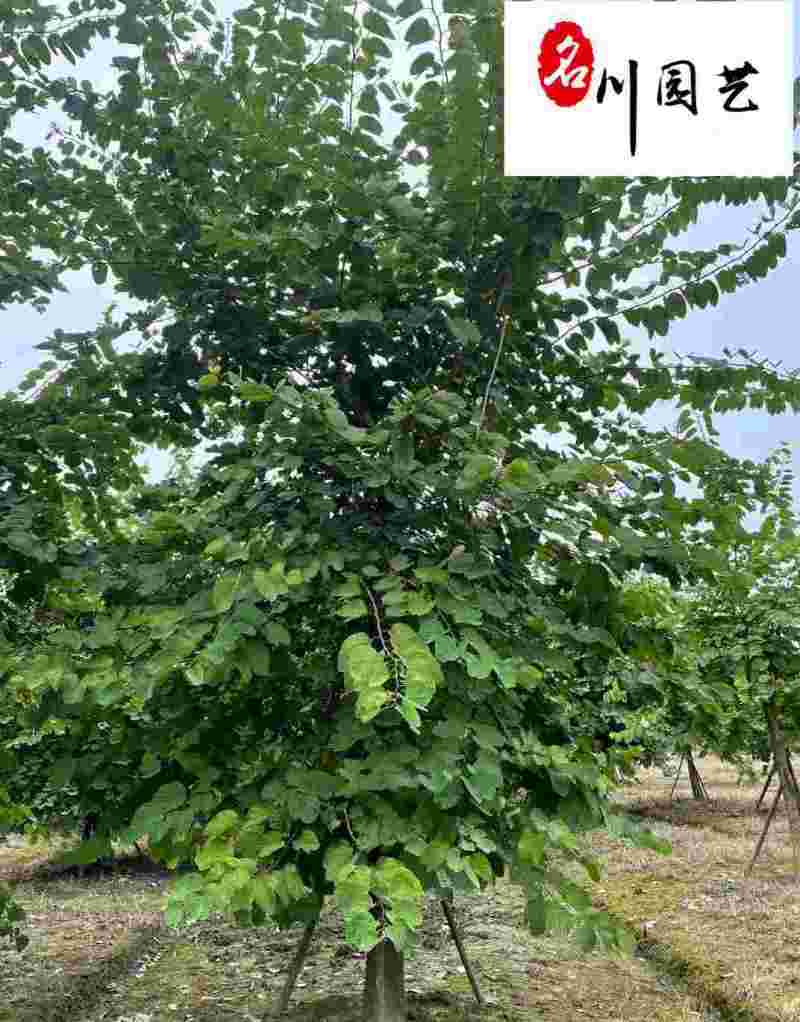 红花羊蹄甲10-18公分价格树形好成都红花紫荆批发