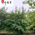 红花羊蹄甲10-18公分价格树形好成都红花紫荆批发