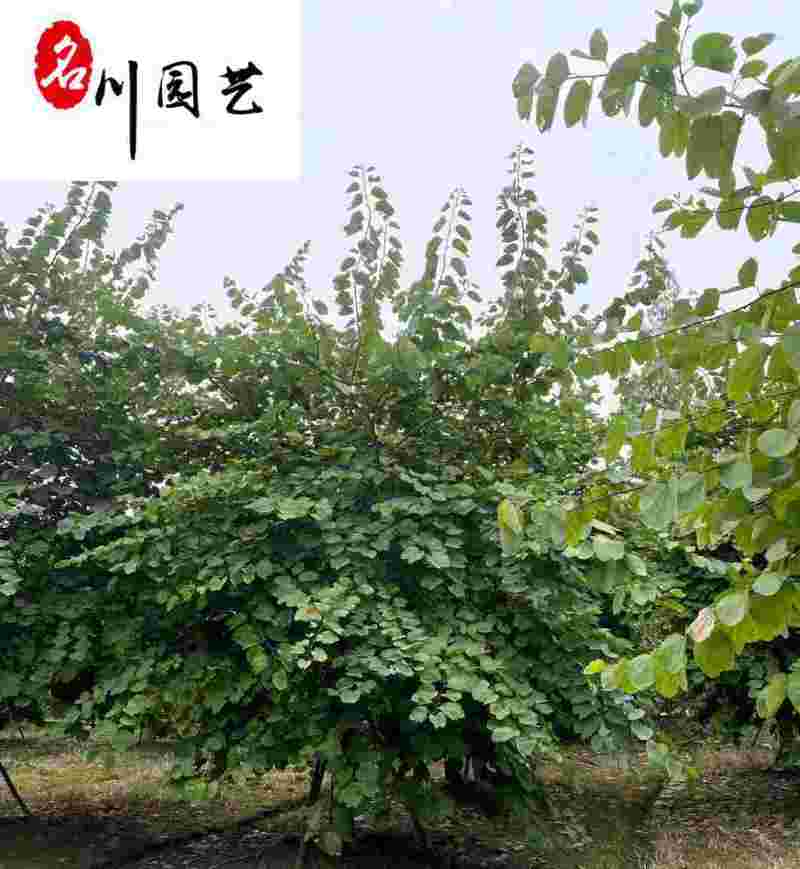 红花羊蹄甲10-18公分价格树形好成都红花紫荆批发