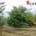 红花羊蹄甲10-18公分价格树形好成都红花紫荆批发
