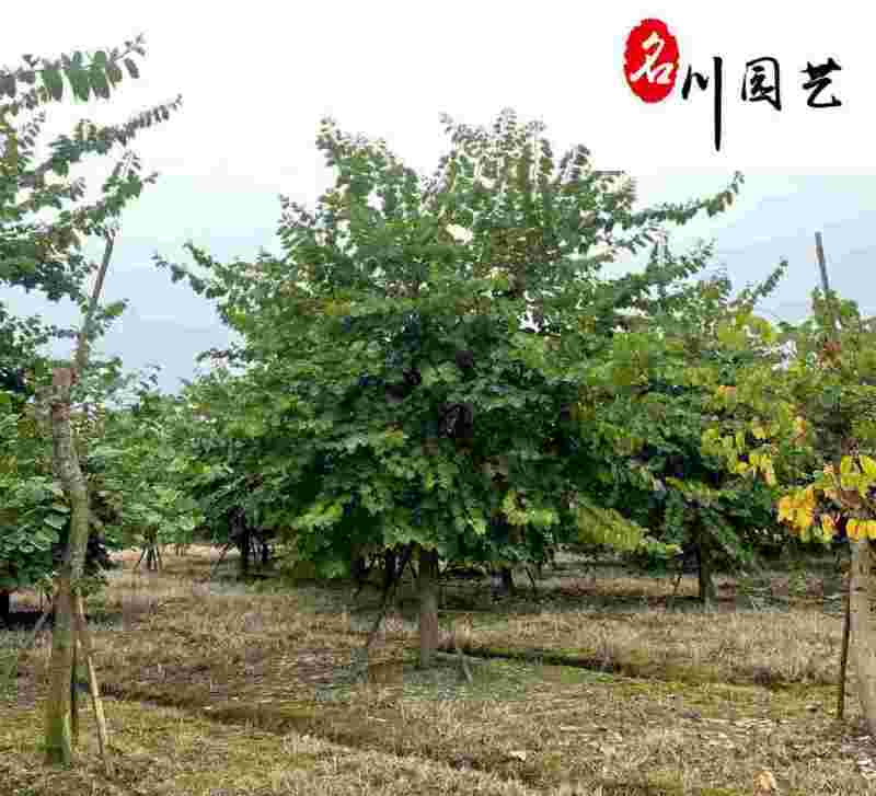 红花羊蹄甲10-18公分价格树形好成都红花紫荆批发