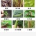25%噻虫嗪水稻飞虱盲蝽蟓杀虫剂韭蛆药噻虫嗪稻飞虱盲蝽蟓