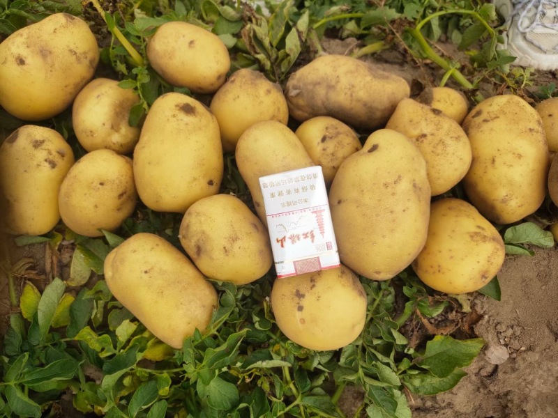 v7土豆土豆产地一手货源高品质价格低量大优惠