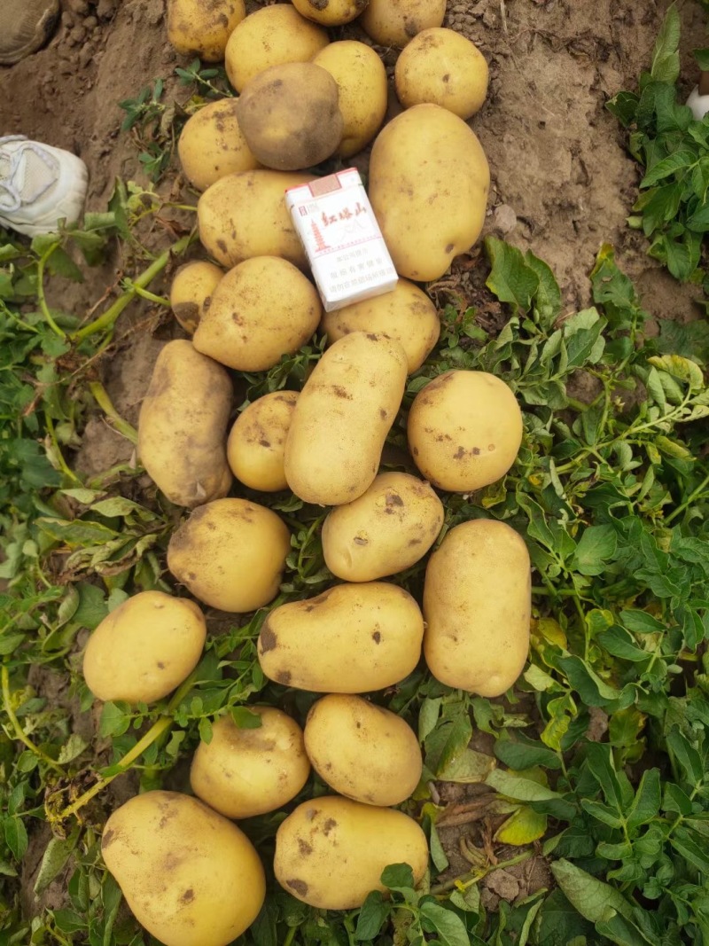 v7土豆土豆产地一手货源高品质价格低量大优惠