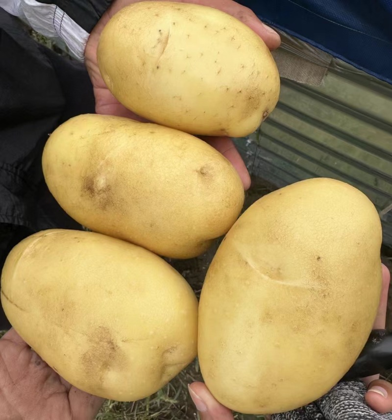 实验1号土豆精品土豆产地直供品质保障量大从优
