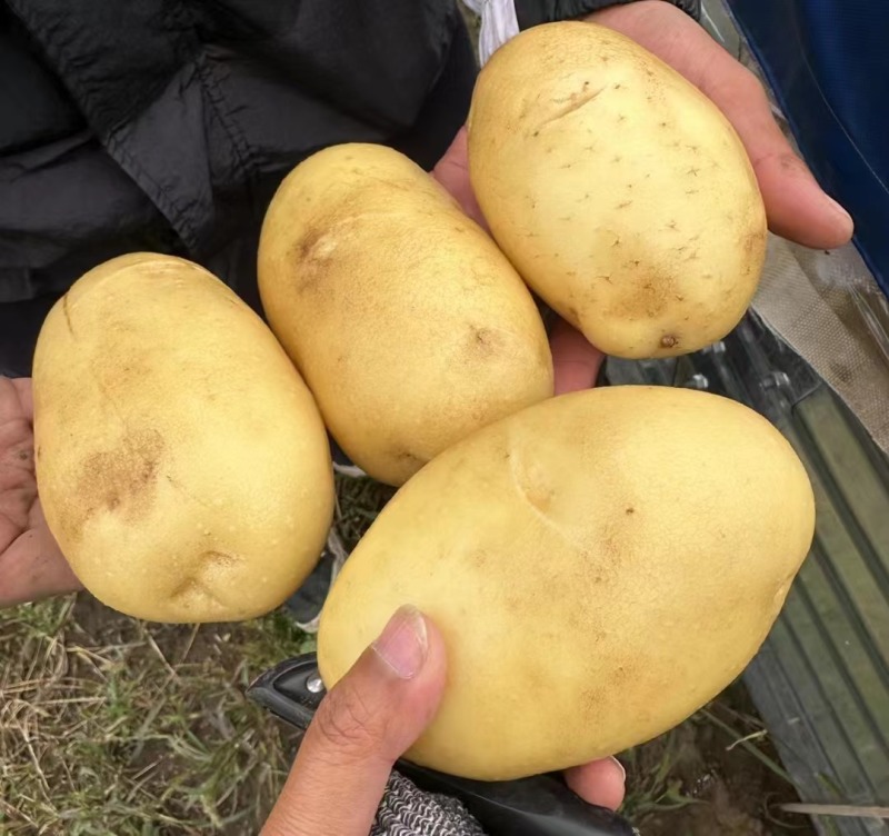 实验1号土豆精品土豆产地直供品质保障量大从优