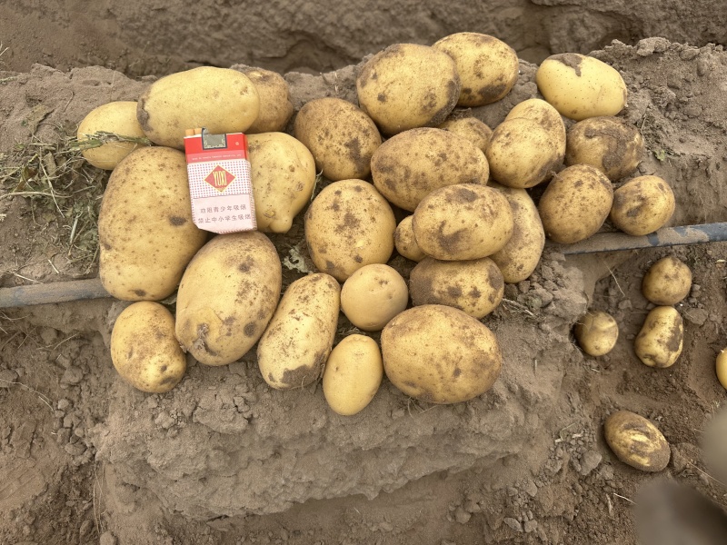 实验1号土豆精品土豆产地直供品质保障量大从优