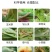 阿维杀虫单菜青虫钻心虫吊丝虫卷叶螟斑潜蝇果树蔬菜水稻杀虫