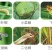 阿维杀虫单菜青虫钻心虫吊丝虫卷叶螟斑潜蝇果树蔬菜水稻杀虫