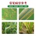 30%苯甲丙环唑农药杀菌剂水稻纹枯病稻曲病炭疽病小麦玉米