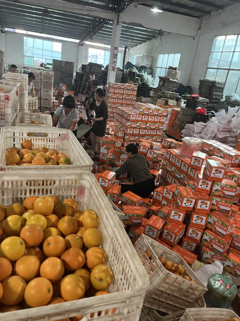 正宗赣南脐橙日发货万件公司福利接抖音淘宝京东团购一件代发