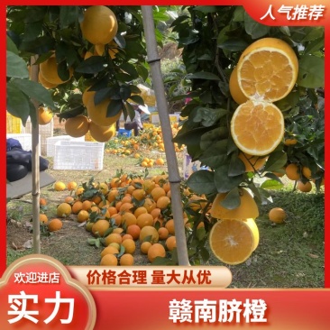 正宗赣南脐橙日发货万件公司福利接抖音淘宝京东团购一件代发