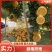 正宗赣南脐橙日发货万件公司福利接抖音淘宝京东团购一件代发
