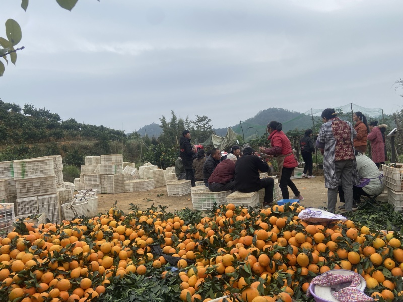 赣南脐橙电商一件代发一条龙服务接抖音淘宝京东社区团购