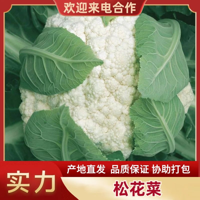 菜花花椰菜松花菜大量供应欢迎需要的老板咨询订购