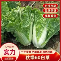 秋绿60白菜产地看货装货保质保量提供找车装货一条龙服务