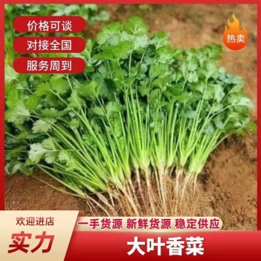 香菜大叶香菜小叶香菜都有货欢迎各位老板咨询订购