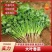 香菜大叶香菜小叶香菜都有货欢迎各位老板咨询订购