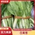 湖北菜台白菜苔产地看货论价保质保量欢迎订购